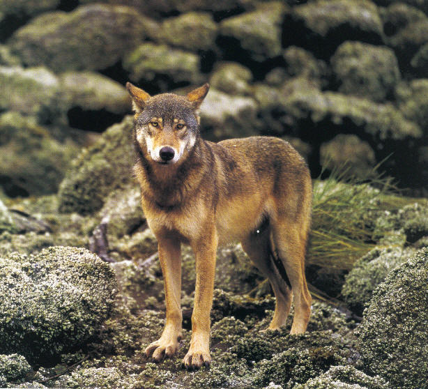 Canada's Pacific Coastal Wolves (Subspecies yet to be determined)